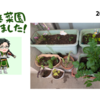 家庭菜園_今年もベランダ家庭菜園始めました！(1年半ぶりぐらいに上げる家庭菜園ネタ)