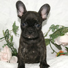 フレンチブルドッグ｜子犬多数販売/ペットショップ仙台/白石市/蔵王町