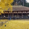 黄色い絨毯が美しい！喜多方市新宮熊野神社、長床の大イチョウ