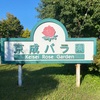 京成バラ園で秋バラを鑑賞してきました！