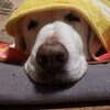更に面倒臭くなってきている老犬のお話し