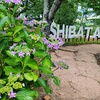 夏至の日の紫陽花・・・船岡城址公園