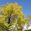 高野山の紅葉（2024.11.09）Ⅳ