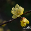 1月の蝋梅のお花と光