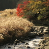 ススキと紅葉と清流と～京都・八瀬にて～