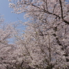 桜咲く！
