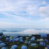 天空の紫陽花