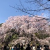 今年の桜は