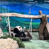 台北市立動物園と迪化街めぐり 子連れ台湾#5