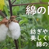 綿の開絮と摘み方の動画