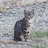 石垣島、街のら猫、不妊去勢手術（ＴＮＲ）８４匹目、８５匹目、行いました。