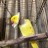 ダルマインコの里親探し7