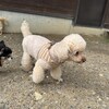 老犬ホームあん｜新人さん ビビ^^