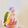 ウロコインコ ここる成長記【14日目】生後1か月なりました