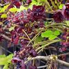 お寺さんの桜再び。そしてモミ属再び。