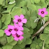 芋傍食（イモカタバミ）