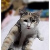 お見合い写真を受け取る