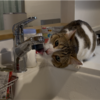 水道を舐めるきなこもち|(￣3￣)|