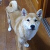 幸せな長寿は犬とともに