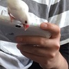 文鳥と魅惑の男