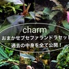 charmおまかせブセファランドラ2株セット過去の中身内容全て公開！