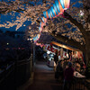 横浜の桜2018　～柏尾川・大岡川～