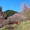 【サイクリングコース37】城峯公園と桜山公園の冬桜　【ランチ】鬼石市街 てんぐ屋