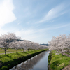 鳥羽川サイクリングロードの桜を見てきた