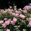 横浜・港の見える丘公園でバラを見る