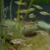 カワバタモロコ Hemigrammocypris rasborella