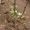 種から成長したアボガドの木