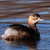 X-T30で舎人公園の野鳥を撮影