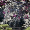 🌸湯島天神の梅