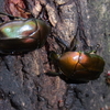 大黒山の昆虫（２０１３　０８０３）