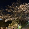 夜桜🌸