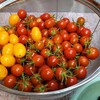 家庭菜園　ミニトマト