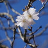 「金澤桜百景」2021年十月桜（前編）