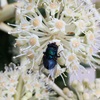 ヤツデの花の戦略