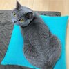 社長、島コテツ351(コテツ　猫　2歳)