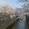 目黒川の桜＆本日ここでライブやります！