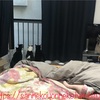 【応募】ニャンコ好きのためのプロジェクト第一弾 あなたのニャンコ写真がカレンダーに！
