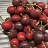 アメリカンチェリー