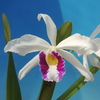 Cattleya purpurata f.anerata 'Pedreira' 