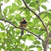 おはるちゃんパパの野鳥図鑑＃７　ヤマガラ