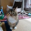 明日、動物病院に行きます。