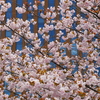 石川県庁の八重桜