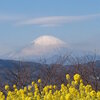 神奈川県中郡二宮町　　吾妻山公園　菜の花 と 富士山  2013