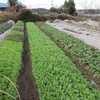 今週の野菜