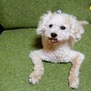 犬　今日は若干調子が良さげ