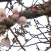 早々と桜はじける二つ三つ